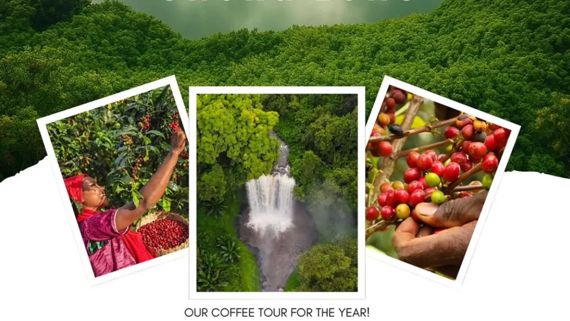 Coffee tour to Sheka zone