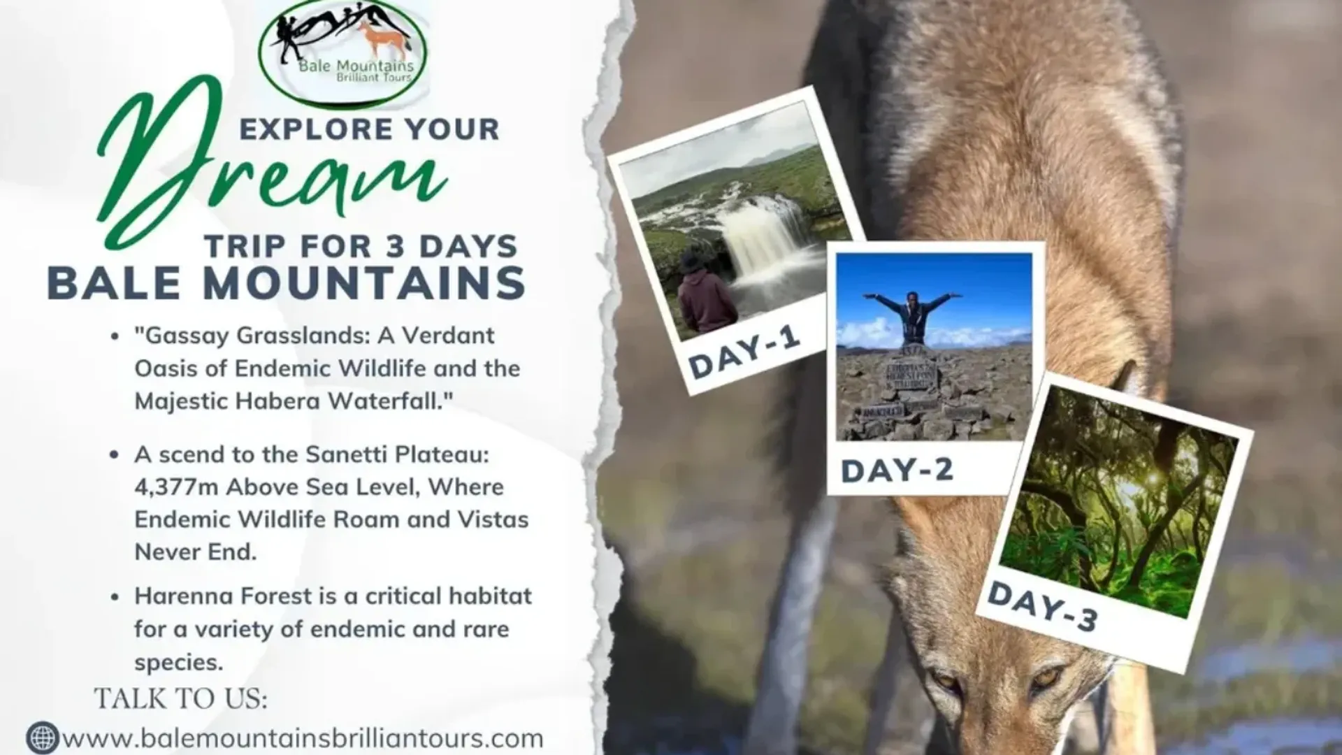 3-Day Wildlife Adventure to Bale Mountains