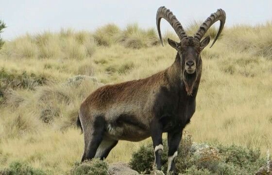 An endemic Walia Ibex with large curved horns standing on Ethiopian Highlands.
