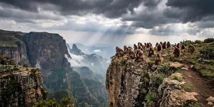 Group of Gelada monkeys, often called bleeding-heart monkeys, grazing on the grass plateaus of Simien Mountains National Park." 2. The Escarpment: "Massive jagged peaks and deep canyons of the Simien Mountains, a landscape known as the Chessboard of t