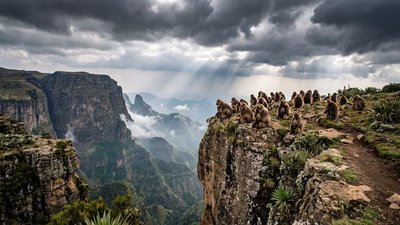 Group of Gelada monkeys, often called bleeding-heart monkeys, grazing on the grass plateaus of Simien Mountains National Park." 2. The Escarpment: "Massive jagged peaks and deep canyons of the Simien Mountains, a landscape known as the Chessboard of t