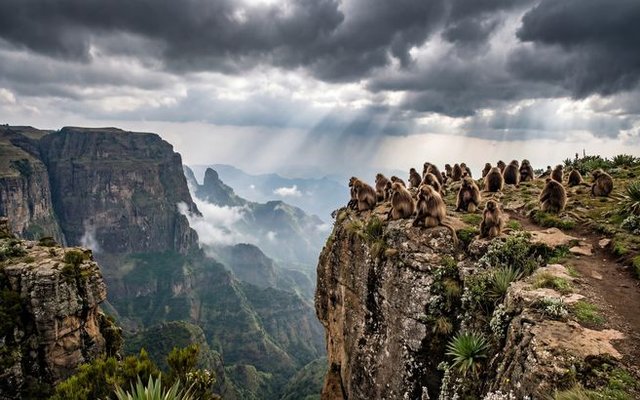Group of Gelada monkeys, often called bleeding-heart monkeys, grazing on the grass plateaus of Simien Mountains National Park." 2. The Escarpment: "Massive jagged peaks and deep canyons of the Simien Mountains, a landscape known as the Chessboard of t
