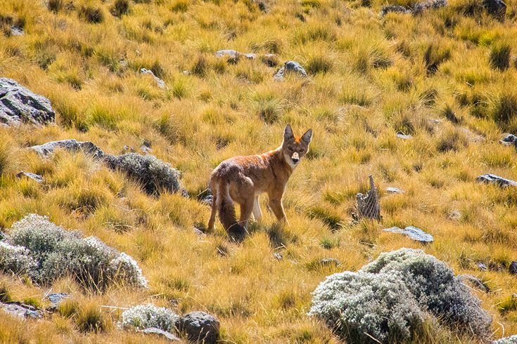 The rare and endangered Ethiopian Wolf hunting for rodents in the high-altitude moorlands.