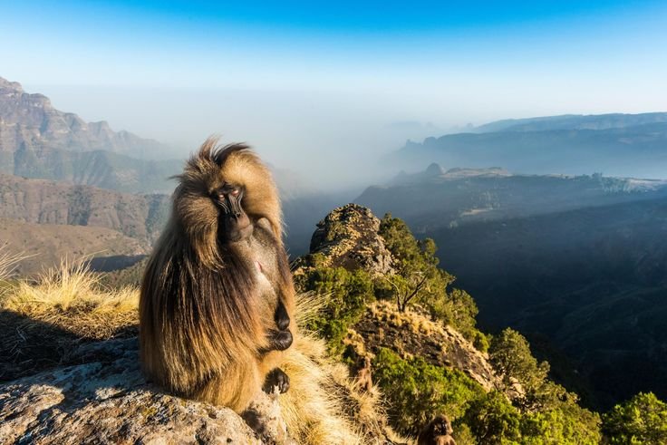 Gelada monkeys, often called bleeding-heart monkey, sitting gracefully on top of Simien Mountains National Park.