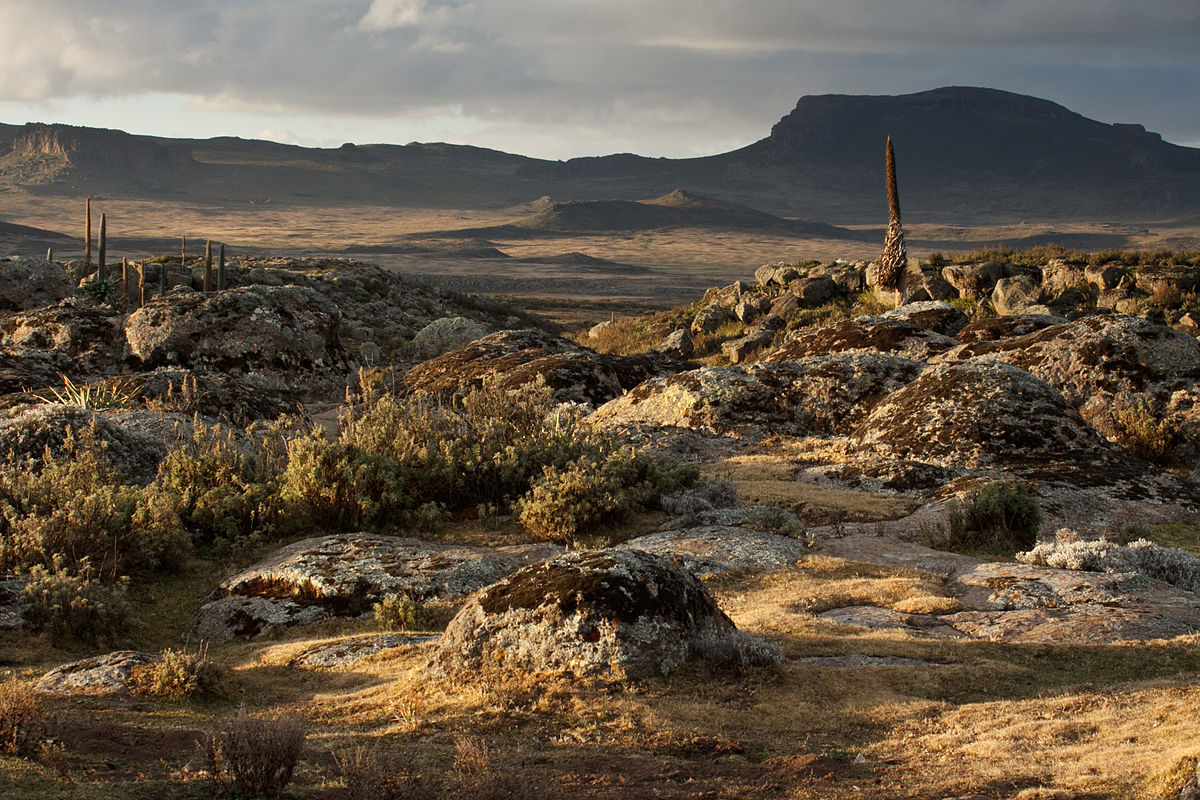Into the Wild: Your Ultimate Guide to Ethiopia's Bale Mountains