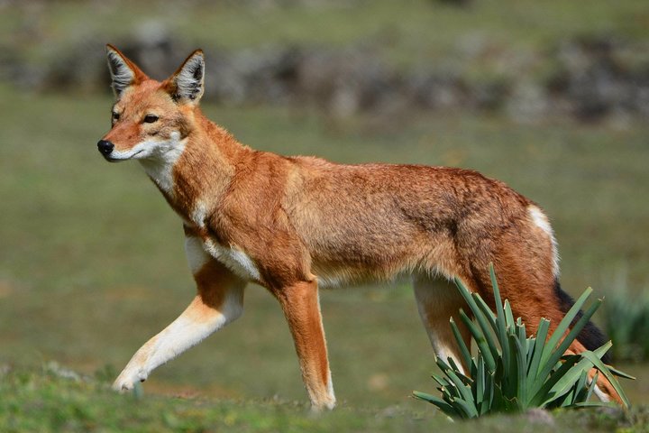 Dinsho Park Headquarters: A Wildlife Welcome Mat