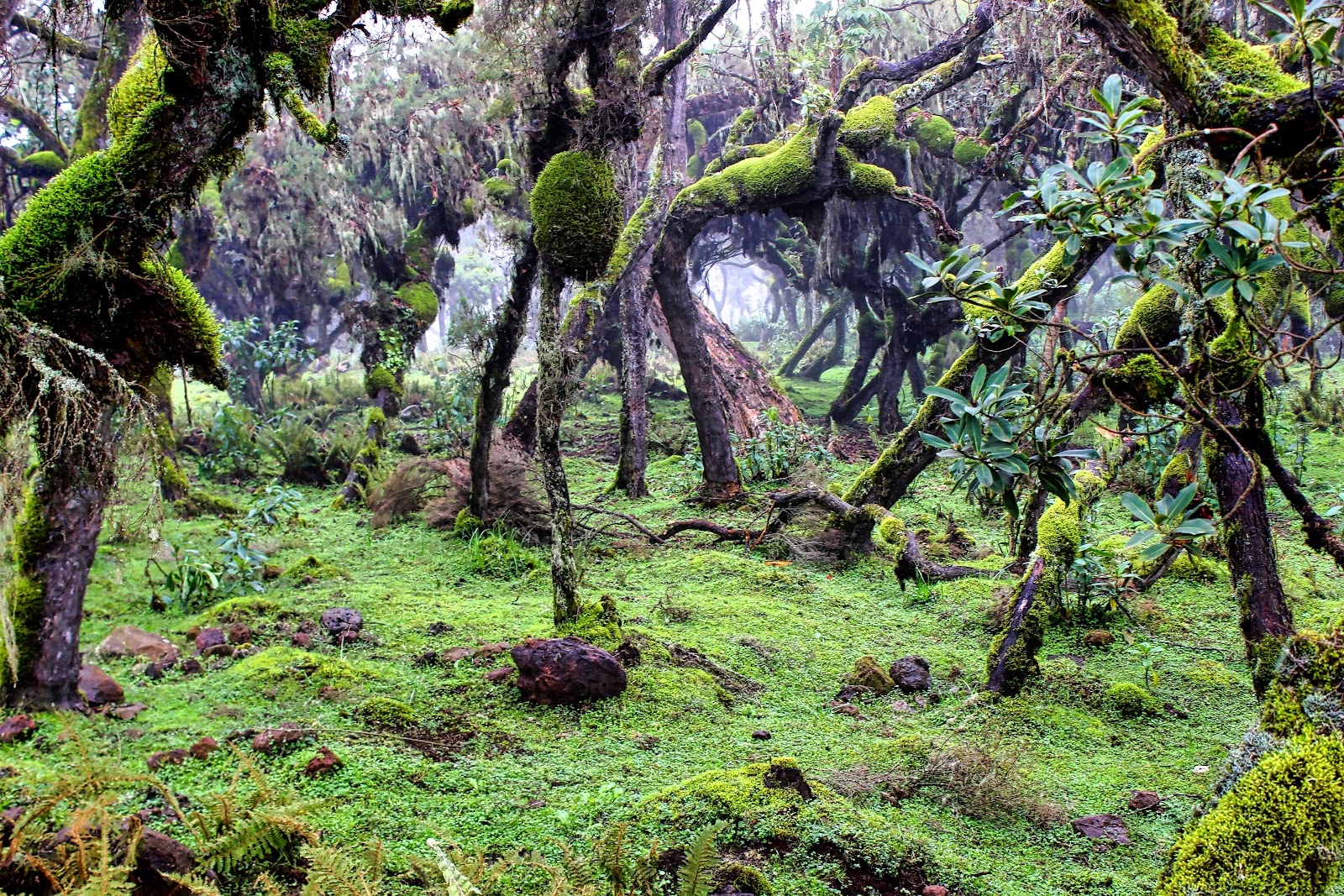 The Harenna Forest: A Misty Cloud Realm