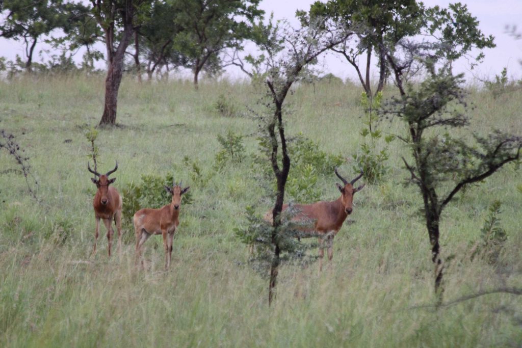 Menagesha Suba Forest