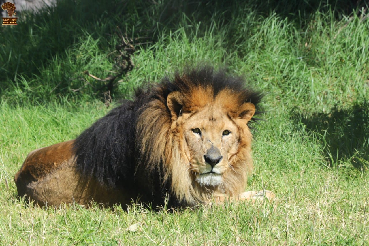 Go on a Cave Safari for the Black-Maned Lion